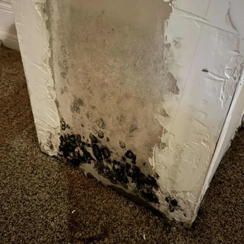Professional Mold Removal in Marshville, NC